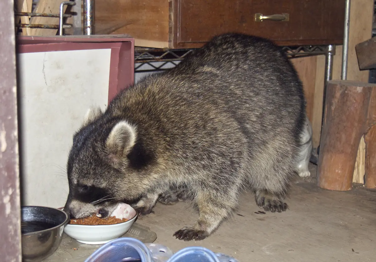 物置の床で猫のえさを食べるアライグマ。器に顔を入れ、背を丸めている