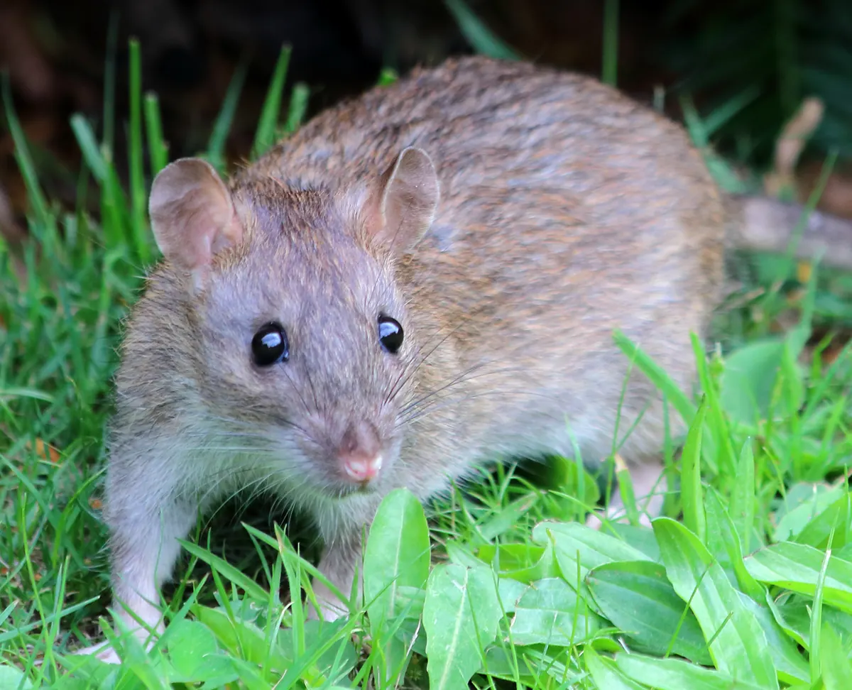 草の中からこちらを見るドブネズミ。耳は小さく、鼻先は丸い