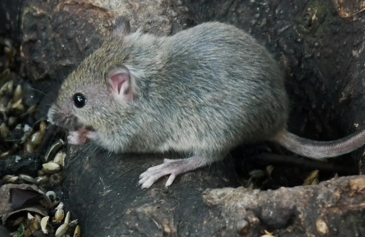 木の根元で種を食べるハツカネズミ。体が小さく、丸い耳が目立つ