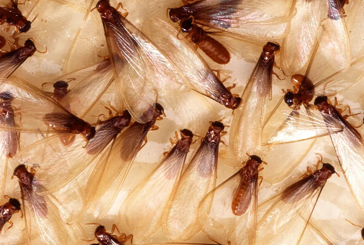 粘着板に付いたイエシロアリの羽アリ。体は黄褐色で、翅は体より長い