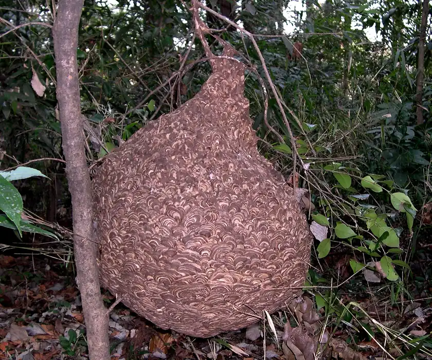 木の枝に下がった大きなキイロスズメバチの巣。表面に茶色と白のまだら模様がある