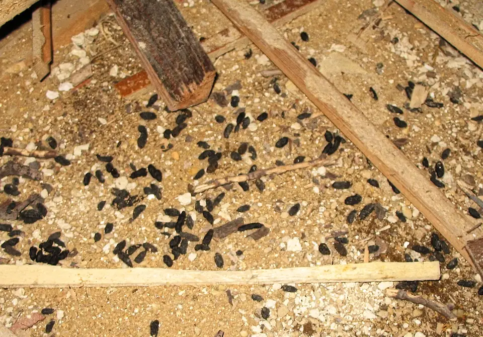 地下室の床に散らばったネズミのフン。黒く細長い粒が木くずの間に多数ある